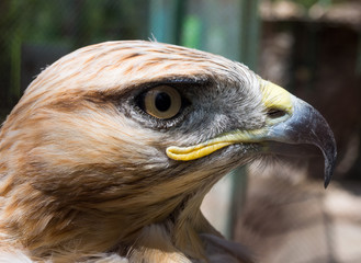 Steppe Eagle head in profile close-up