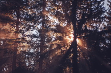 sunlight streaming through the trees branches in the forest 