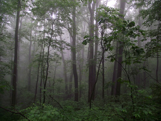 Forest in Fog