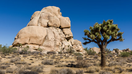 Joshua tree growing near rock outcropping in the Mohave Desert, Joshua Tree National Park, California