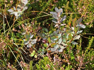 Männliche Schwarze Heidelibelle (Sympetrum danae) 