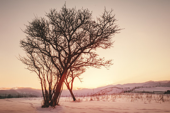 tree silhouette  on sunset. natural vintage winter background