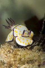 Colorful Nudibranch, Mozambique