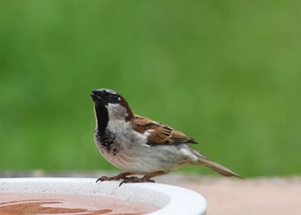 DRINKING SPARROW