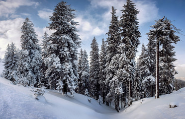Fototapeta na wymiar fir-tree covered by snow 