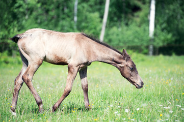 purebred akhal-teke foal in the pasture