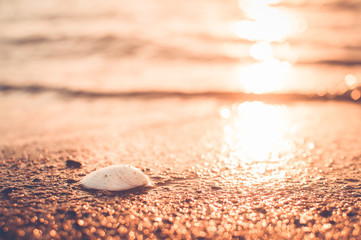 tropical shel on sundy beach