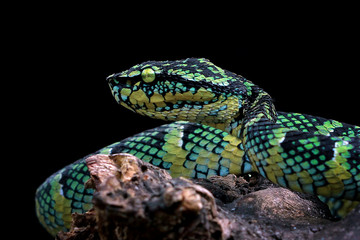 Viper snake in the dark