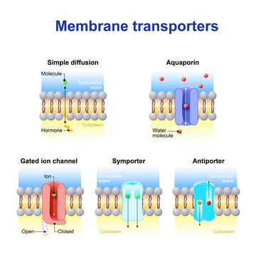 Mechanisms for the transport of ions and molecules across cell m