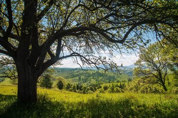 Fototapeta na wymiar beautiful rural landscape with green tree, mountain view on horizon