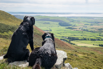Two Labrador retriever dogs looking over the Duddon Sands bay, from Black Combe mountain in the Lake District