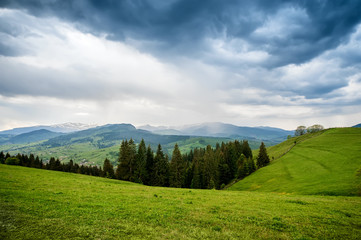 Fototapeta na wymiar natural summer background with field of fresh green grass