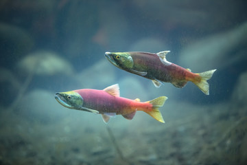 Kokanee salmons underwater