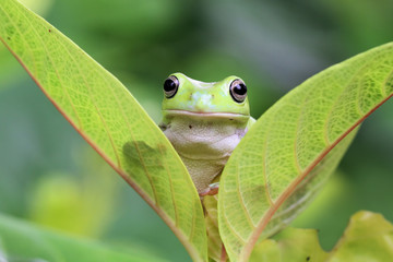 Dumpy frog sitting on leaf