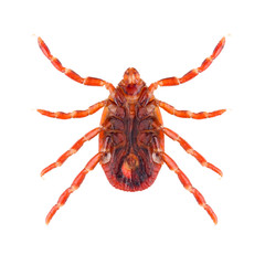 The brown dog tick or Rhipicephalus sanguineus isolated on white background, ventral view.