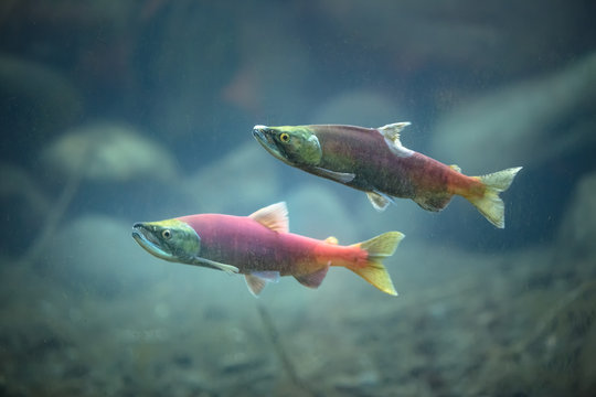 Fototapeta Kokanee salmons underwater