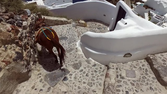 Oia Santorini island, donkey ride is a typical mean of transport in the islandof santorini. in Oia, Greece
