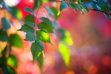 colorful autumn leaves. natural background