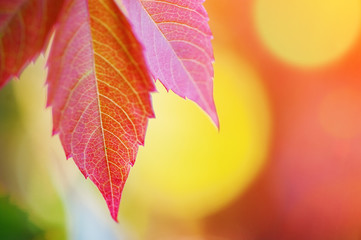 colorful autumn leaves. natural background