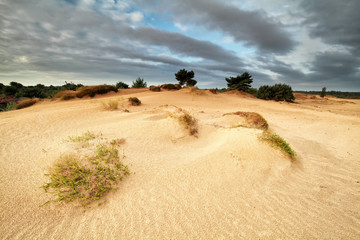 Fototapeta na wymiar sand dunes in morning sunlight