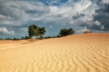 Fototapeta na wymiar pine tree on sand dune and cloudy sky
