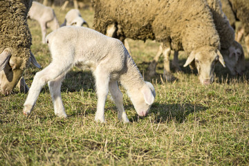 Obraz na płótnie Canvas Cute lamb in summer 2