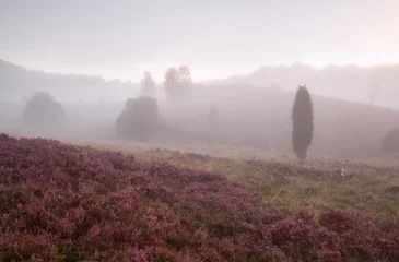 Fototapeten Hügel Hügel mit Heide im Morgennebel  © Olha Rohulya
