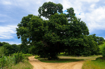 Obraz premium Centuries old chestnut tree in Roero, Italy