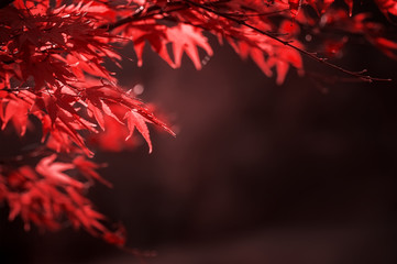 red leaves on tree branch. natural autumn background