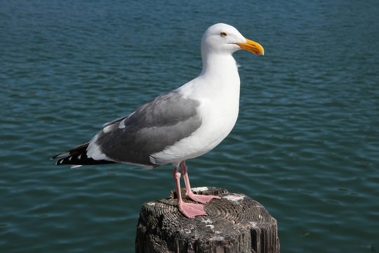 Herring gull in California