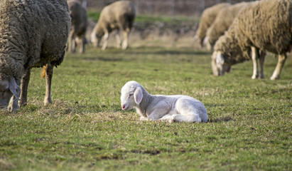Cute lamb in summer 11