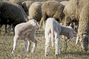 Obraz premium Cute lambs with sheep 1