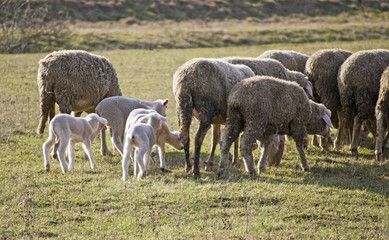 Cute lambs with sheep