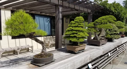 Crédence de cuisine en verre imprimé Bonsaï Paysage de bonsaï et de Penjing avec un arbre à feuilles persistantes miniature dans un bac
