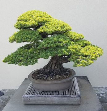 Bonsai and Penjing landscape with miniature evergreen tree in a tray