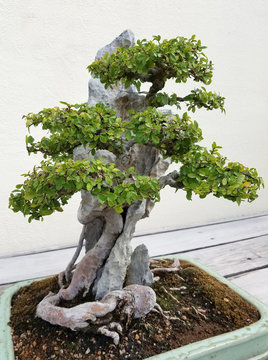 Bonsai and Penjing landscape with miniature deciduous tree in a tray