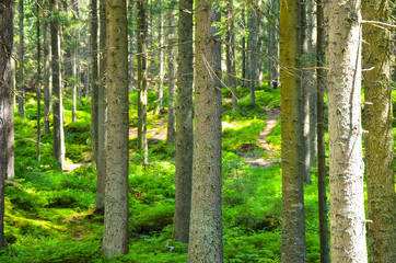 Forest trees. nature green wood sunlight backgrounds