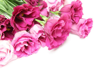 トルコキキョウ