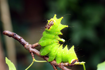 Giant Moon Moth larva