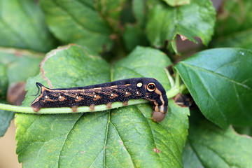 Caterpillar of Silver striped Hawkmoth