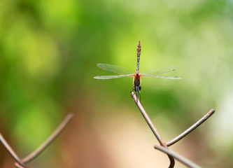 dragonfly on wire fence