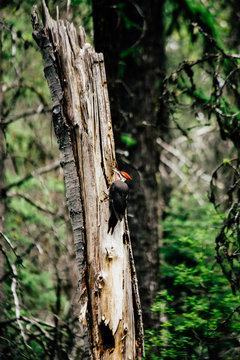 Woodpecker perching on tree at Glacier National Park