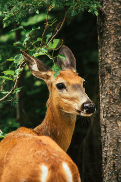 Deer portrait, Glacier National Park, Montana, Canada, United States of America 