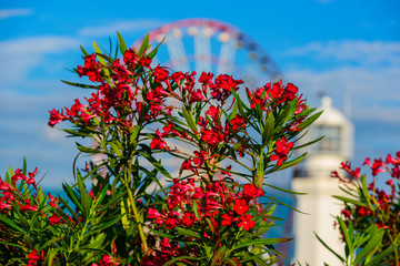 Beautiful nerium oleander in bloom with amazing bokeh.