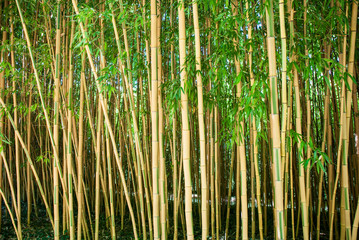 Obraz na płótnie Canvas Green bamboo forest, bamboo park. La Roque Gageac, Dordogne, Perigord, France