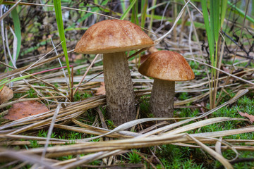 Fototapeta premium Two brown cap boletus in grass closeup