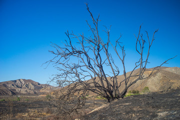 Burned Tree on Hill