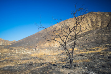 Burned Savanna