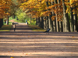 Golden autumn in Pushkin, Tsarskoe Selo, St. Petersburg, Russia