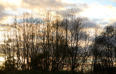 Fototapeta na wymiar Cloud sky at sunset over forest.